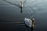 STA_365_June0147