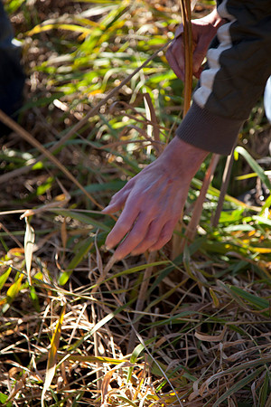 SCS_Forage_005