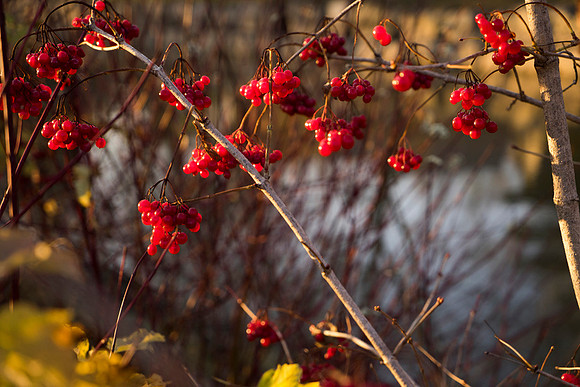 SS_Scenic_257