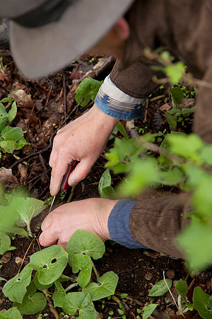 STA_Foraging_093