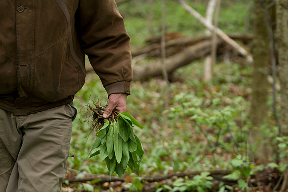 STA_Foraging_210