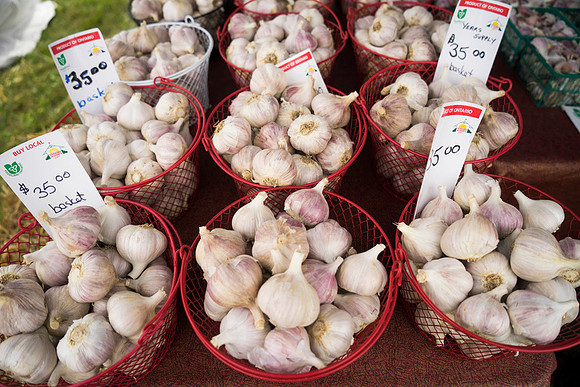 SS_Garlic Festival_682