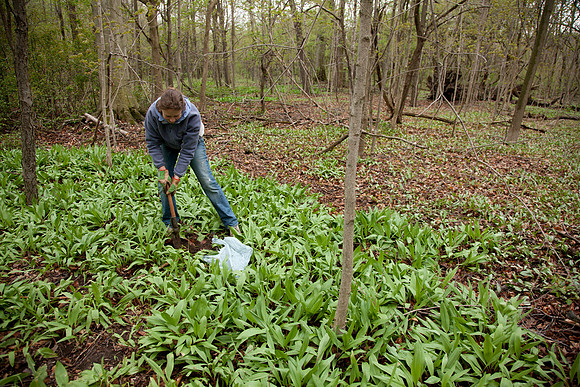STA_Foraging_170