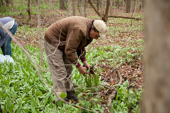 STA_Foraging_151
