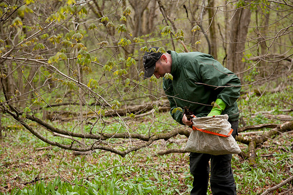 STA_Foraging_182