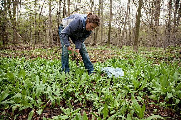 STA_Foraging_161