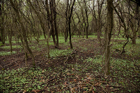 STA_Foraging_124