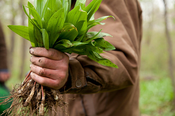 STA_Foraging_177