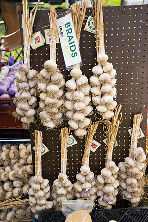 SS_Garlic Festival_684