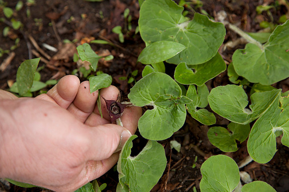 STA_Foraging_111