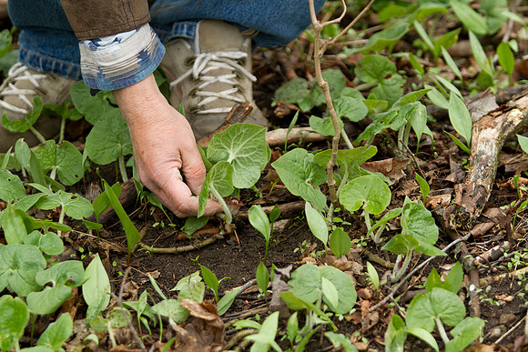 STA_Foraging_196