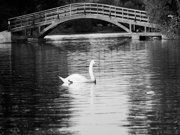 STA_365_2594 (1)_1