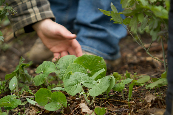 STA_Foraging_193