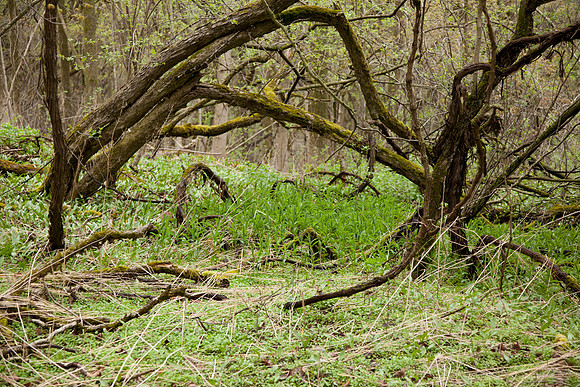 STA_Foraging_189