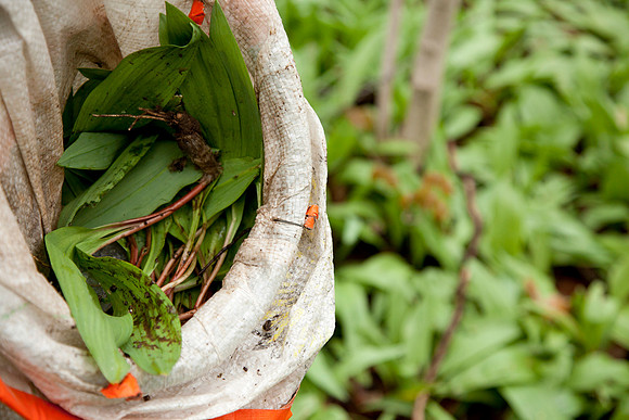 STA_Foraging_154