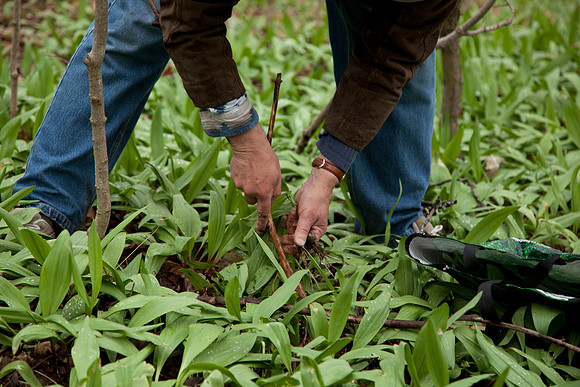 STA_Foraging_145