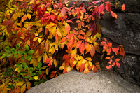 SS_Scenic_146