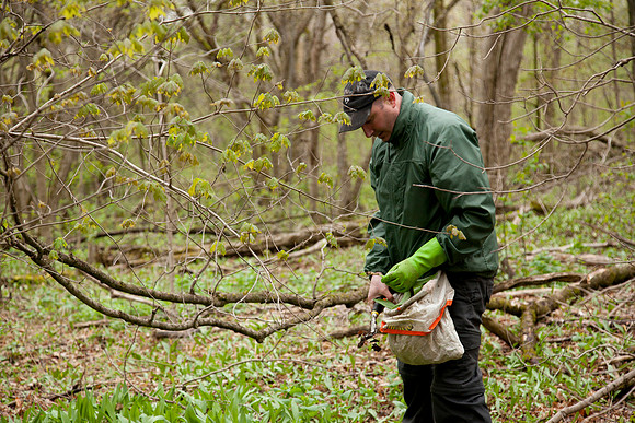 STA_Foraging_180