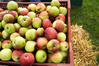 SS_Garlic Festival_689