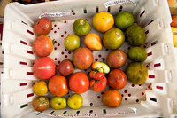 SS_Garlic Festival_673
