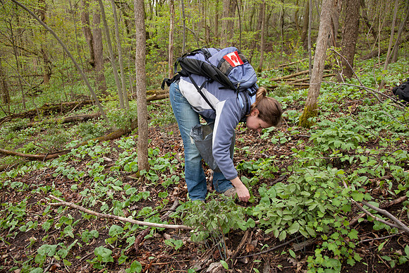STA_Foraging_103