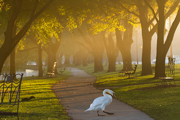 SS__Scenic_1150
