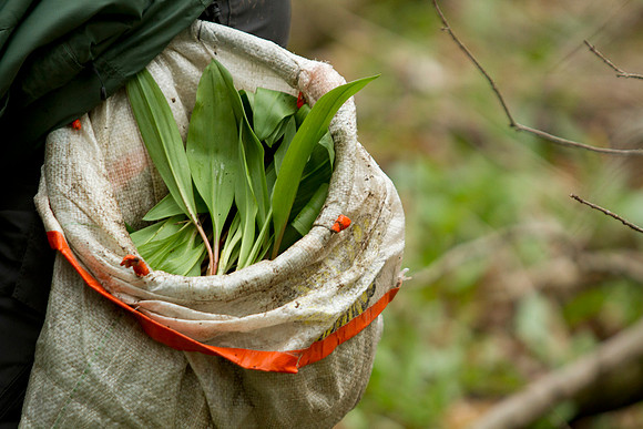 STA_Foraging_226