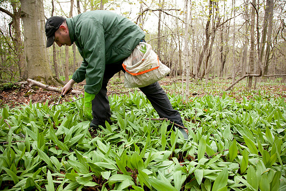 STA_Foraging_157