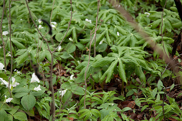 STA_Foraging_121