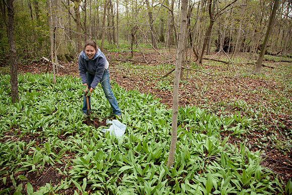 STA_Foraging_169