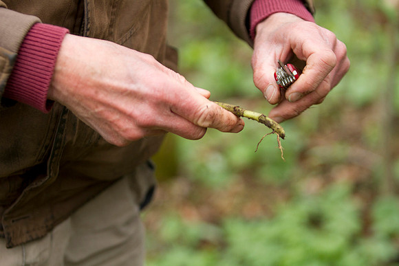 STA_Foraging_202