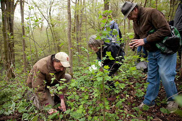 STA_Foraging_085