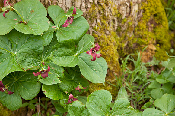 STA_Foraging_114