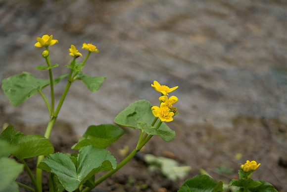 STA_Foraging_192