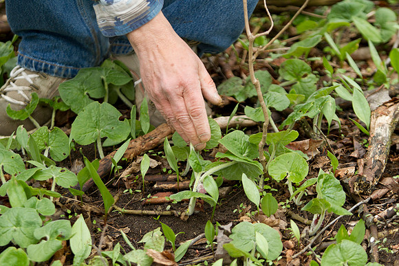 STA_Foraging_194
