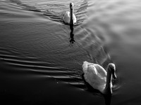 STA_365_June0147_1